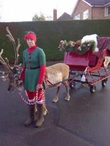 Reindeer with sleigh and handler.
